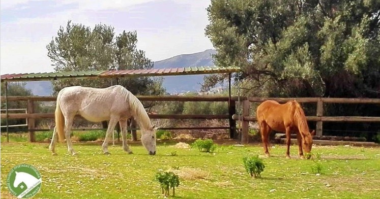 Γνωρίστε τον Ελληνικό Σύλλογο Προστασίας Ιπποειδών…