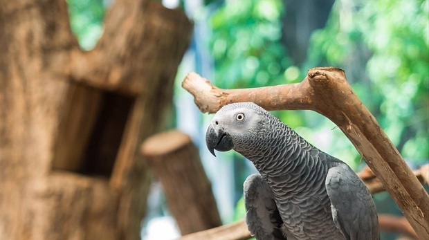 Το ’πε, το ’πε ο παπαγάλος