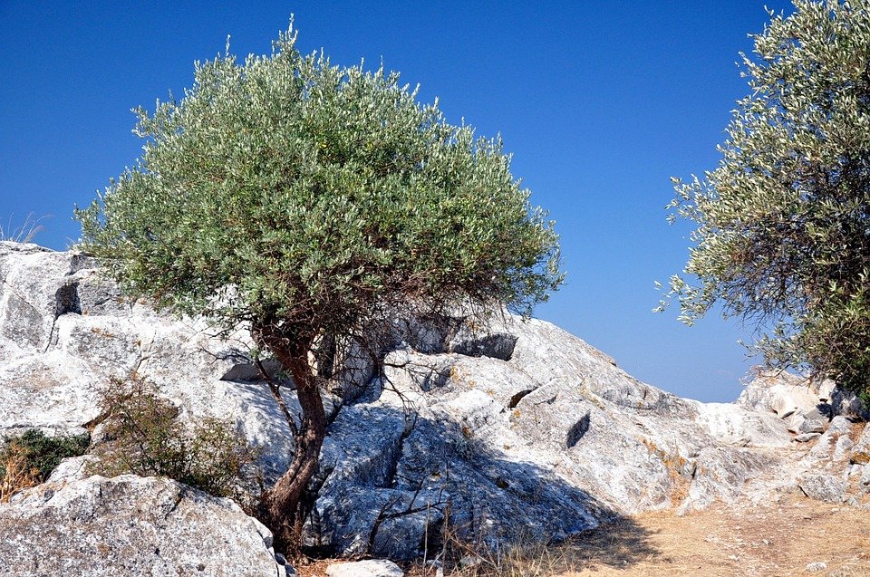 Αιωνόβιες ελιές θα μεταφυτευθούν σε λίγες ημέρες στο Δήμο Νέας Φιλαδέλφειας – Νέας Χαλκηδόνας