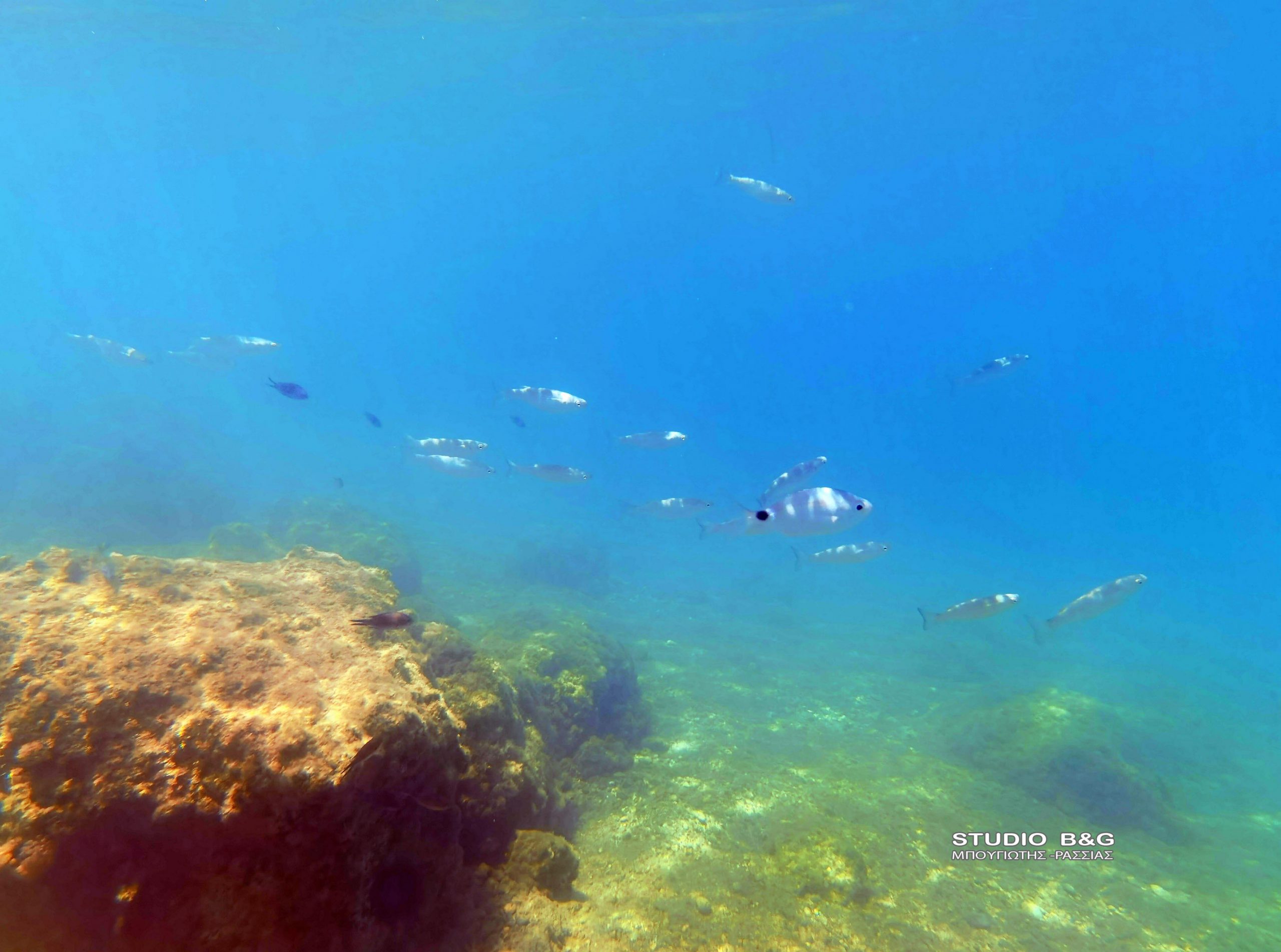 ΝΑΥΠΛΙΟ – Ποσειδωνία ή ωκεάνιος (Posidonia oceanica) -Τα πολύτιμα λιβάδια της Μεσογείου