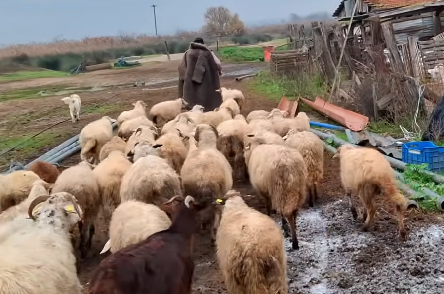 Κατέρρευσε ο κτηνοτρόφος που αποχαιρέτησε με λυγμούς 450 πρόβατα ελληνικής φυλής