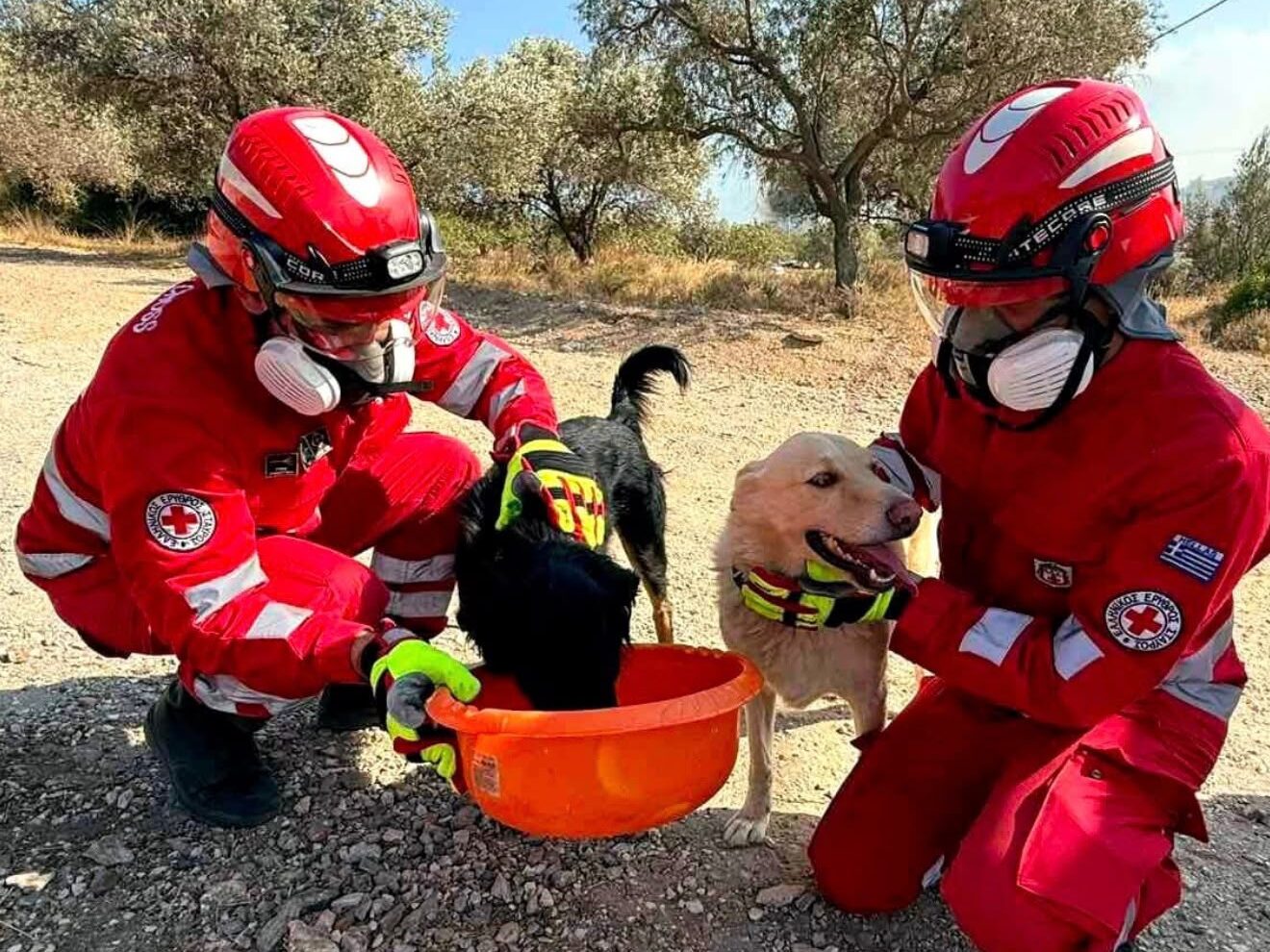 Ελληνικός Ερυθρός Σταυρός: Διάσωση ζώων στη Δυτική Αττική (ΦΩΤΟ – ΒΙΝΤΕΟ)
